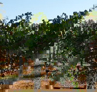 Wine Tasting Tour in The Yarra Valley - Accommodation Mt Buller