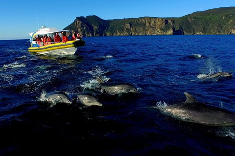 3-Hour Tasman Peninsula Wilderness Cruise From Port Arthur - Accommodation Mt Buller 4