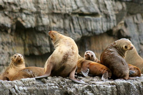 3-Hour Tasman Peninsula Wilderness Cruise From Port Arthur - Accommodation Mt Buller 3