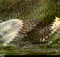 Bruny Island premium private photo-oriented day tour from Hobart