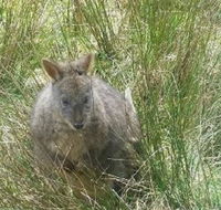 Leven Canyon Day Trip Including Wings Wildlife Park or Gunns Plains Caves from Devonport Ulverstone or Burnie - Accommodation Mt Buller