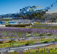 Private Tasman Peninsula Cruise Ship Tour from Port Arthur - Accommodation Mt Buller