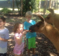 Unguided Family Llama Walk - Accommodation Mt Buller