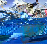 White Shark Tour with Optional Cage Dive from Port Lincoln - Accommodation Mt Buller