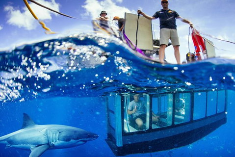 White Shark Tour With Optional Cage Dive From Port Lincoln - Accommodation Mt Buller 0