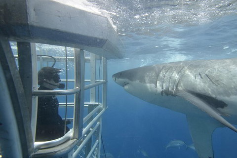 White Shark Tour With Optional Cage Dive From Port Lincoln - Accommodation Mt Buller 2