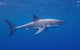 White Shark Tour With Optional Cage Dive From Port Lincoln - thumb 5
