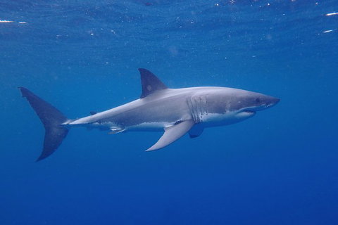 White Shark Tour With Optional Cage Dive From Port Lincoln - Accommodation Mt Buller 5