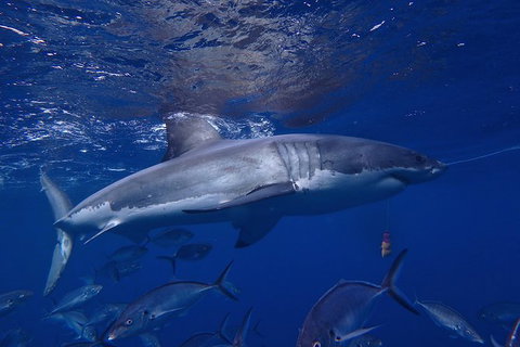 White Shark Tour With Optional Cage Dive From Port Lincoln - Accommodation Mt Buller 6
