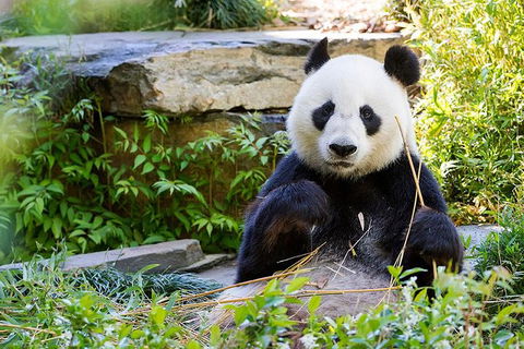 Adelaide Zoo Behind The Scenes Experience: Exclusive Giant Panda Experience - Accommodation Mt Buller 1
