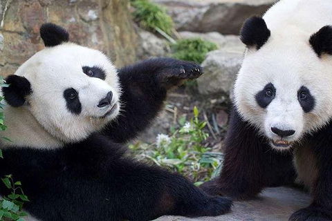Adelaide Zoo Behind The Scenes Experience: Exclusive Giant Panda Experience - Accommodation Mt Buller 0