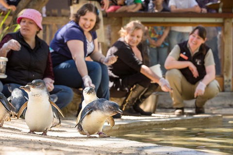 Adelaide Zoo Behind The Scenes Experience: Penguins In Person - Accommodation Mt Buller 0