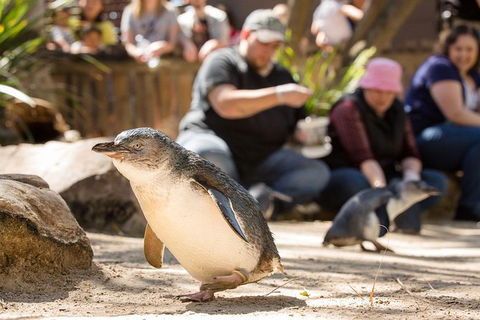 Adelaide Zoo Behind The Scenes Experience: Penguins In Person - Accommodation Mt Buller 1