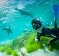 Half-Day Sea Lion Snorkeling Tour from Port Lincoln - Accommodation Mt Buller