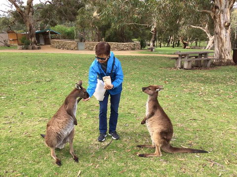 Adelaide Highlights And Hahndorf Tour With Optional River Cruise - Accommodation Mt Buller 3