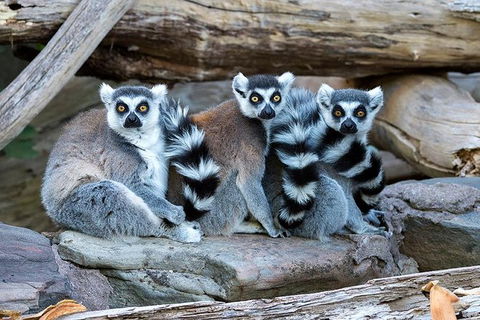Adelaide Zoo Behind The Scenes Experience: Lemur Feeding - Accommodation Mt Buller 1
