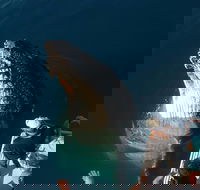 Hervey Bay Whale Watching Experience - Accommodation Mt Buller