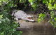 Whitsunday Crocodile Safari Including Lunch - thumb 0