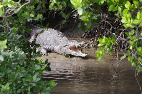 Whitsunday Crocodile Safari Including Lunch - Accommodation Mt Buller 0