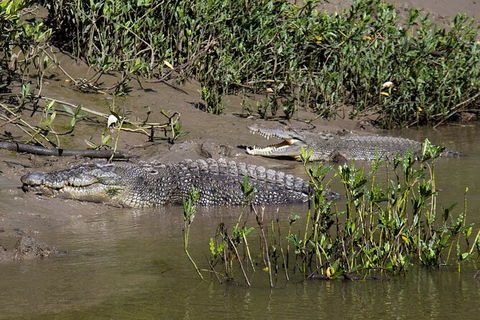Whitsunday Crocodile Safari Including Lunch - Accommodation Mt Buller 8