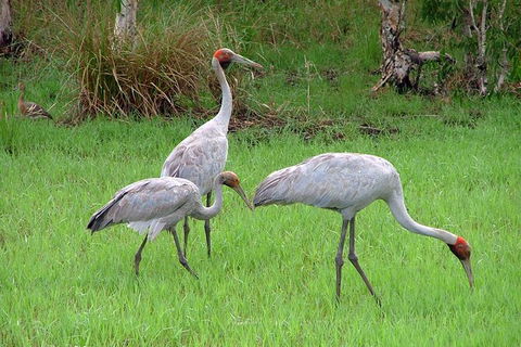 Whitsunday Crocodile Safari Including Lunch - Accommodation Mt Buller 9