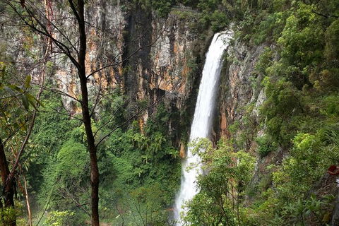 World Heritage Springbrook National Park Tour Including Natural Bridge - Accommodation Mt Buller 3