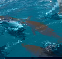 Fraser Island  Dolphin Sailing Adventure - Accommodation Mt Buller