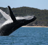 Hervey Bay Ultimate Whale Watching Cruise - Accommodation Mt Buller