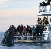 Hervey Bay Whale Watching Cruise - Accommodation Mt Buller