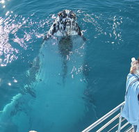 Three-Quarter Day Hervey Bay Premium Whale Watching Cruise - Accommodation Mt Buller