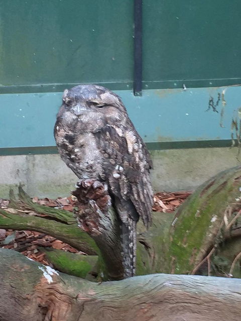 Wildlife Habitat Port Douglas - Accommodation Mt Buller 7