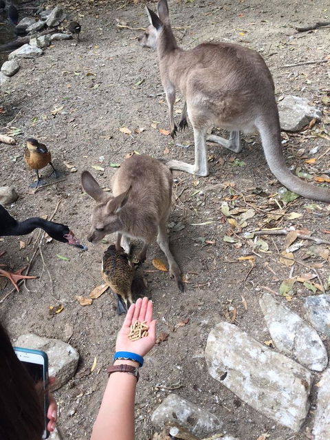 Wildlife Habitat Port Douglas - Accommodation Mt Buller 5