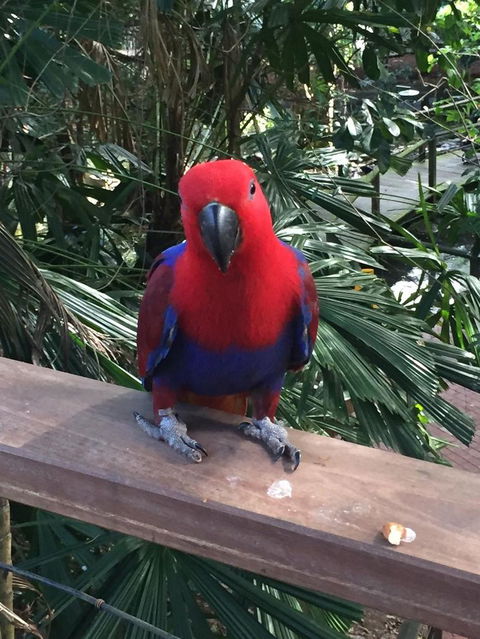 Wildlife Habitat Port Douglas - Accommodation Mt Buller 4