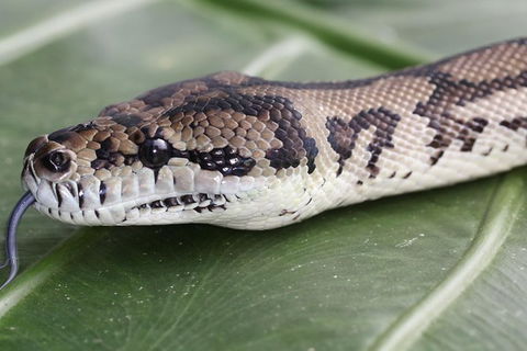 Wildlife Habitat Port Douglas - Accommodation Mt Buller 12