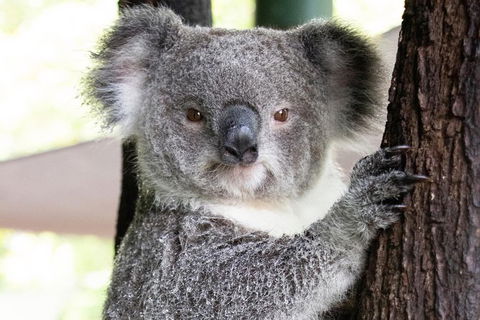 Wildlife Habitat Port Douglas - Accommodation Mt Buller 13