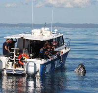 Hervey Bay Whale Swim and Watch - Accommodation Mt Buller