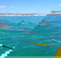 Half-Day Kayak with Dolphins and 4WD Beach Drive from Rainbow Beach - Accommodation Mt Buller