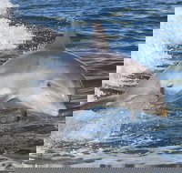 Noosa Oceanrider Scenic Dolphin Safari - Accommodation Mt Buller