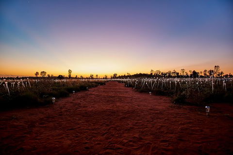 Uluru Field Of Light Sunrise Tour - Accommodation Mt Buller 14