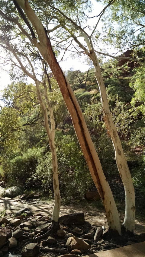 3-Day Tour From Uluru (Ayers Rock) To Alice Springs Via Kings Canyon - Accommodation Mt Buller 5