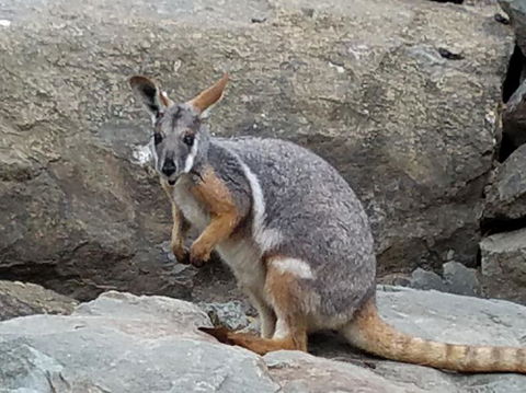 All Inclusive Blue Mountains Small-Group Day Trip From Sydney - Accommodation Mt Buller 4