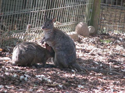 All Inclusive Blue Mountains Small-Group Day Trip From Sydney - Accommodation Mt Buller 19