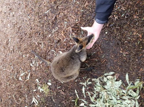 All Inclusive Blue Mountains Small-Group Day Trip From Sydney - Accommodation Mt Buller 21