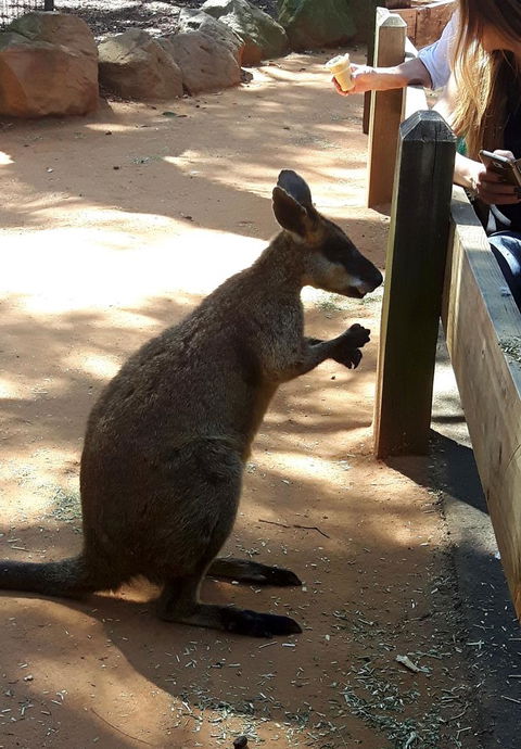 All Inclusive Blue Mountains Small-Group Day Trip From Sydney - Accommodation Mt Buller 25