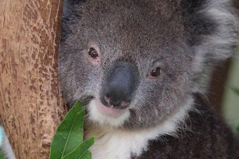 All Inclusive Blue Mountains Small-Group Day Trip From Sydney - Accommodation Mt Buller 28