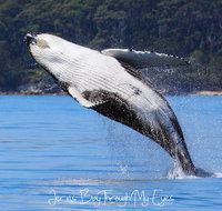 Whale Watching Jervis Bay - Accommodation Mt Buller