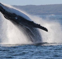 Jervis Bay Whale Watching Tour - Accommodation Mt Buller