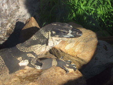 Armadale Reptile Centre - Accommodation Mt Buller 0
