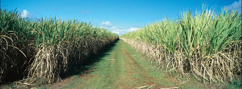 Avondale - Accommodation Mt Buller 2