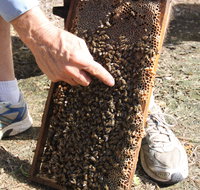 Bees on Keswick Island - Accommodation Mt Buller